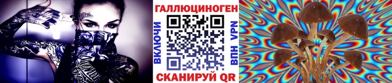 Псилоцибиновые грибы Psilocybine cubensis  Элиста 